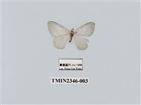 藏品(紗鉤蛾)的圖片